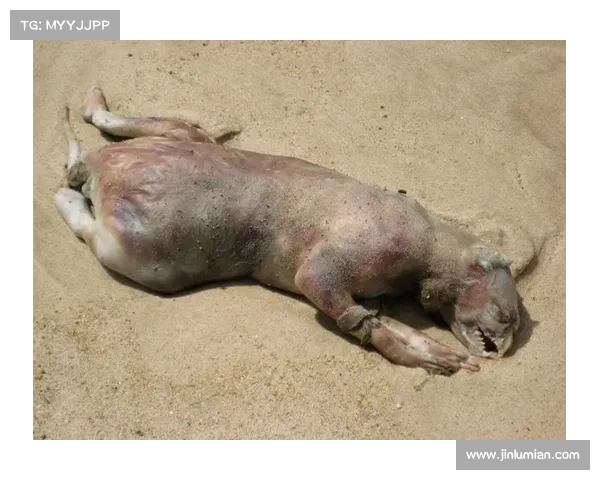 马的脚趾结构解析与其他动物的比较分析