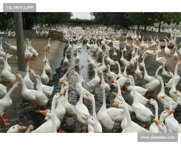 从新职业视角出发探索鹅鸭杀全新策略提升完整实用进阶指南